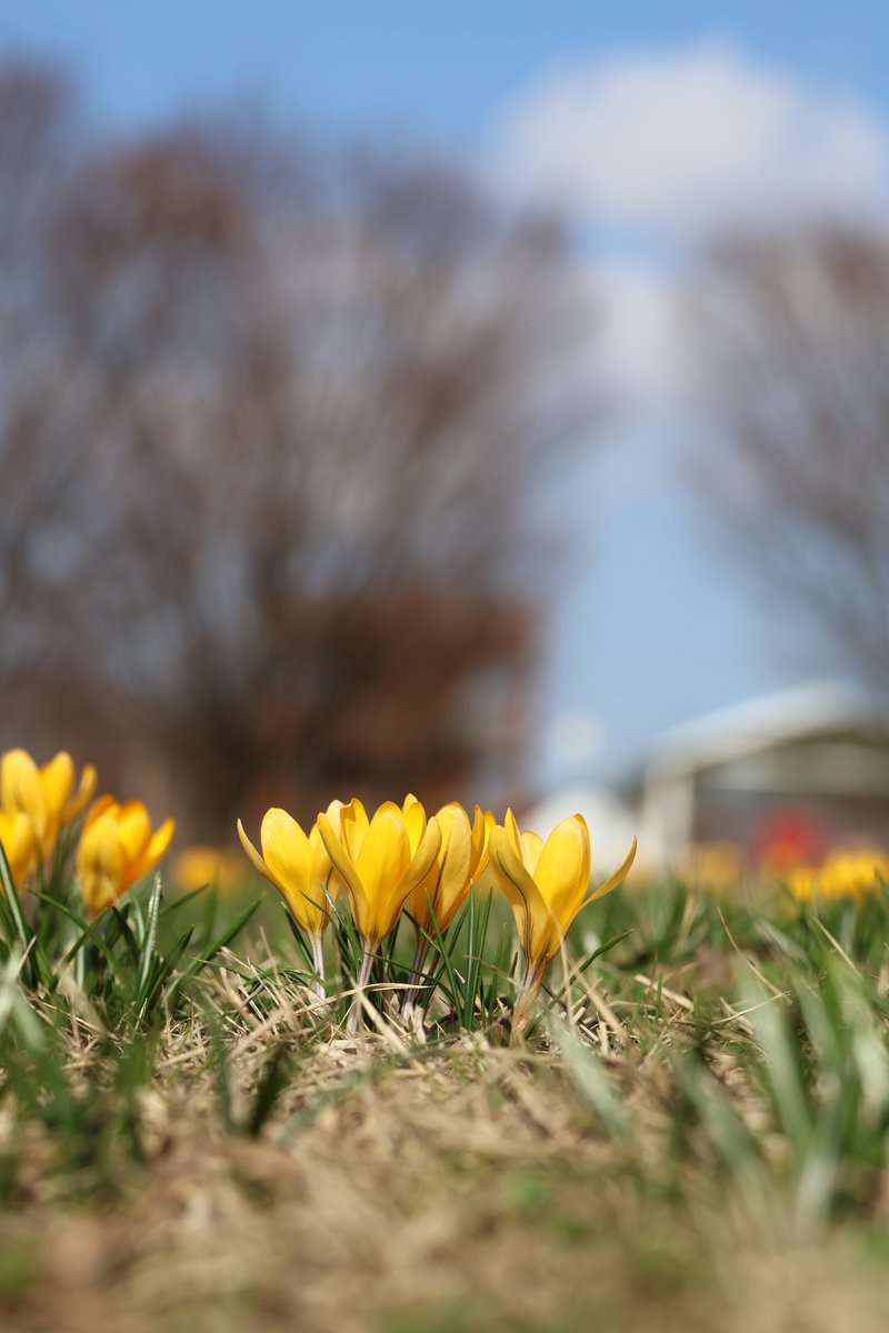 国営越後丘陵公園(公式) tweet media