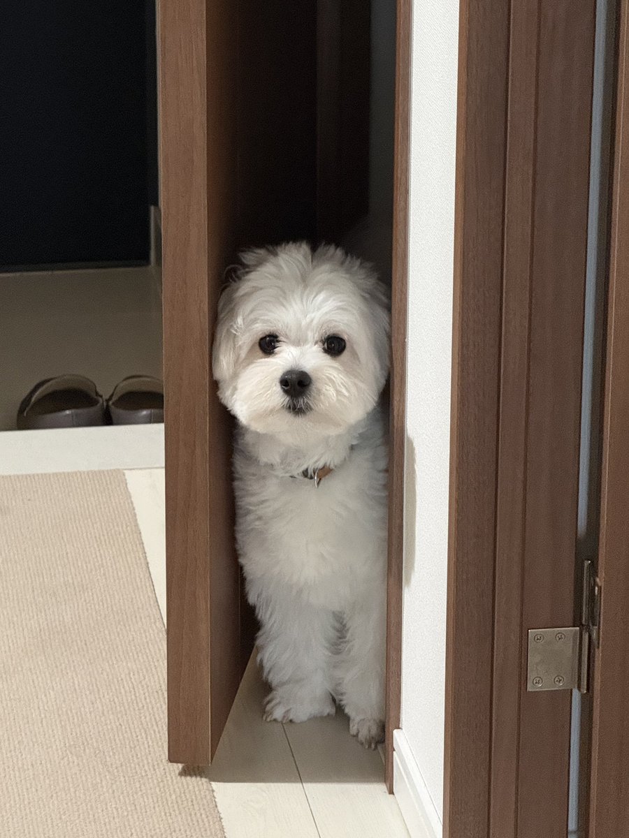 きなり tweet media