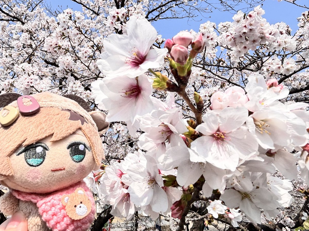 満開🌸✨

#えすりのぬいが見れるタグ