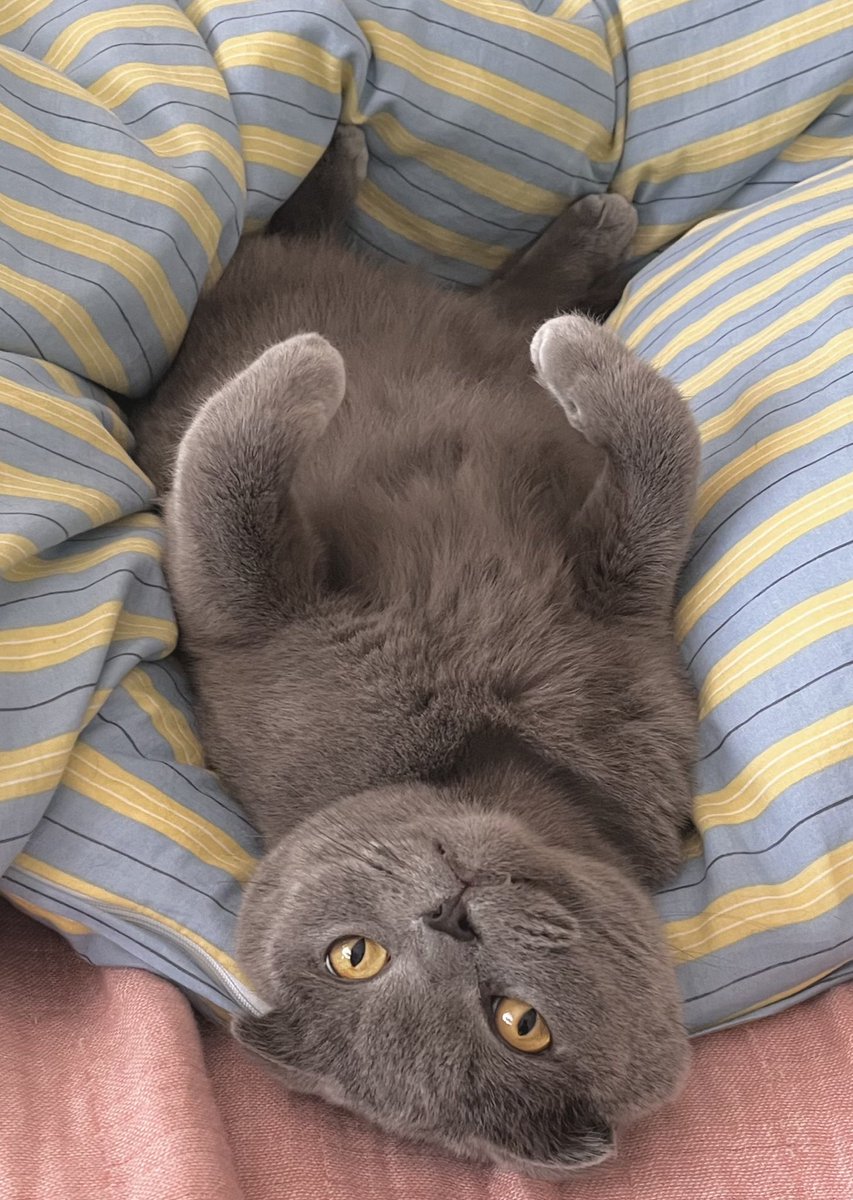 ちなみに、わたしの描く猫は、
おそらく、多分、飼い猫くんの変幻態です😆😂😆
意識はしてない！！

ふくよかなのよ〜♡🫶

そこんとこもぜひ見てください🌜