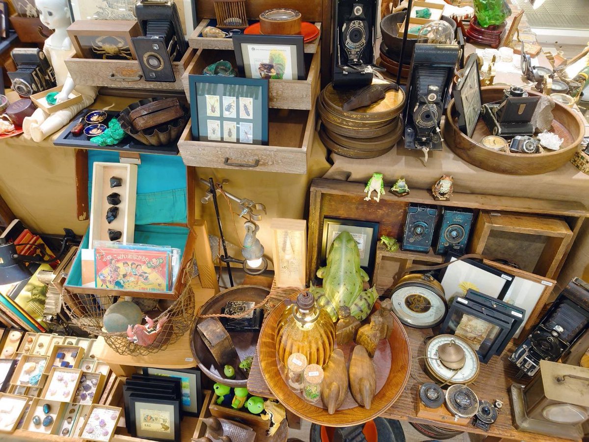 THE STUDY ROOM 仙台店@哺乳類展開催中4月1日〜5月21日まで tweet media