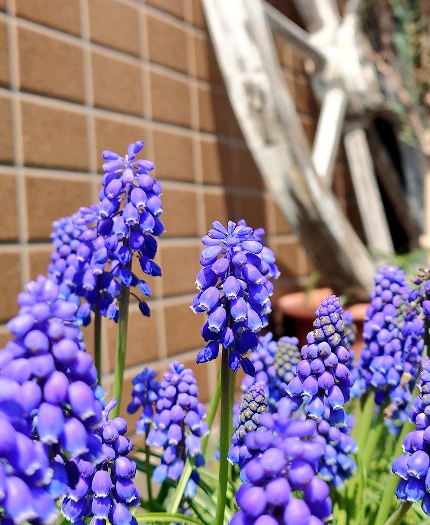 我が家の玄関横に置いてるプランターのムスカリ🪻
毎年春の訪れを告げてくれます✨
今年も無事に春を迎えることができました😉