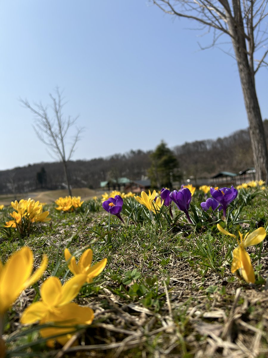 国営越後丘陵公園(公式) tweet media