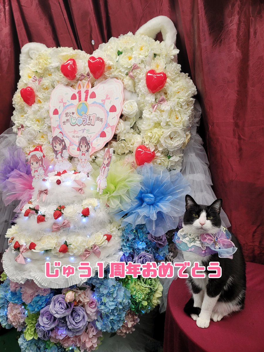 8787neko's tweet photo. わーすたの周年お祝い花。解散までの期間全力で駆け抜けてくだニャイ🐱
#わーすた　#フラスタ https://t.co/NJYWPJvbW4