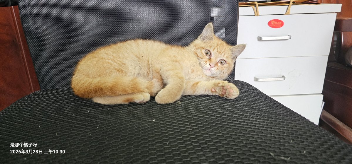 是那个橘子🍊 tweet media