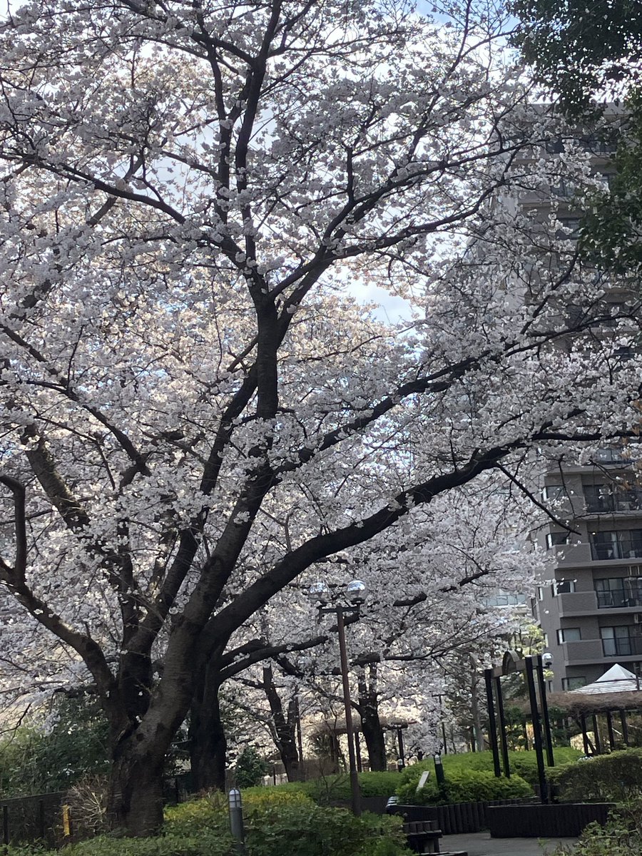 エルミク tweet media