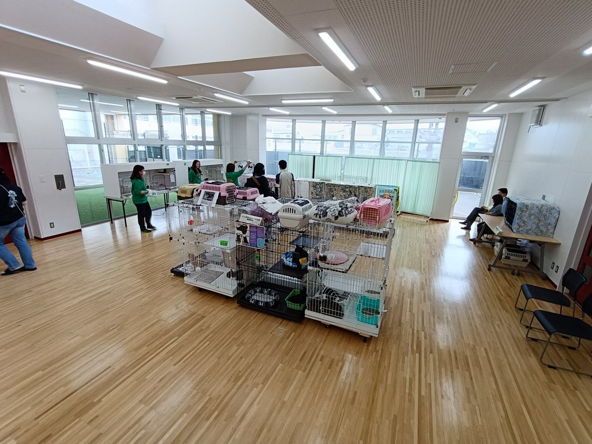 donansenta's tweet photo. 譲渡会始まっております！
ぜひ新しい家族をご検討ください😺 https://t.co/zgGW296lvY