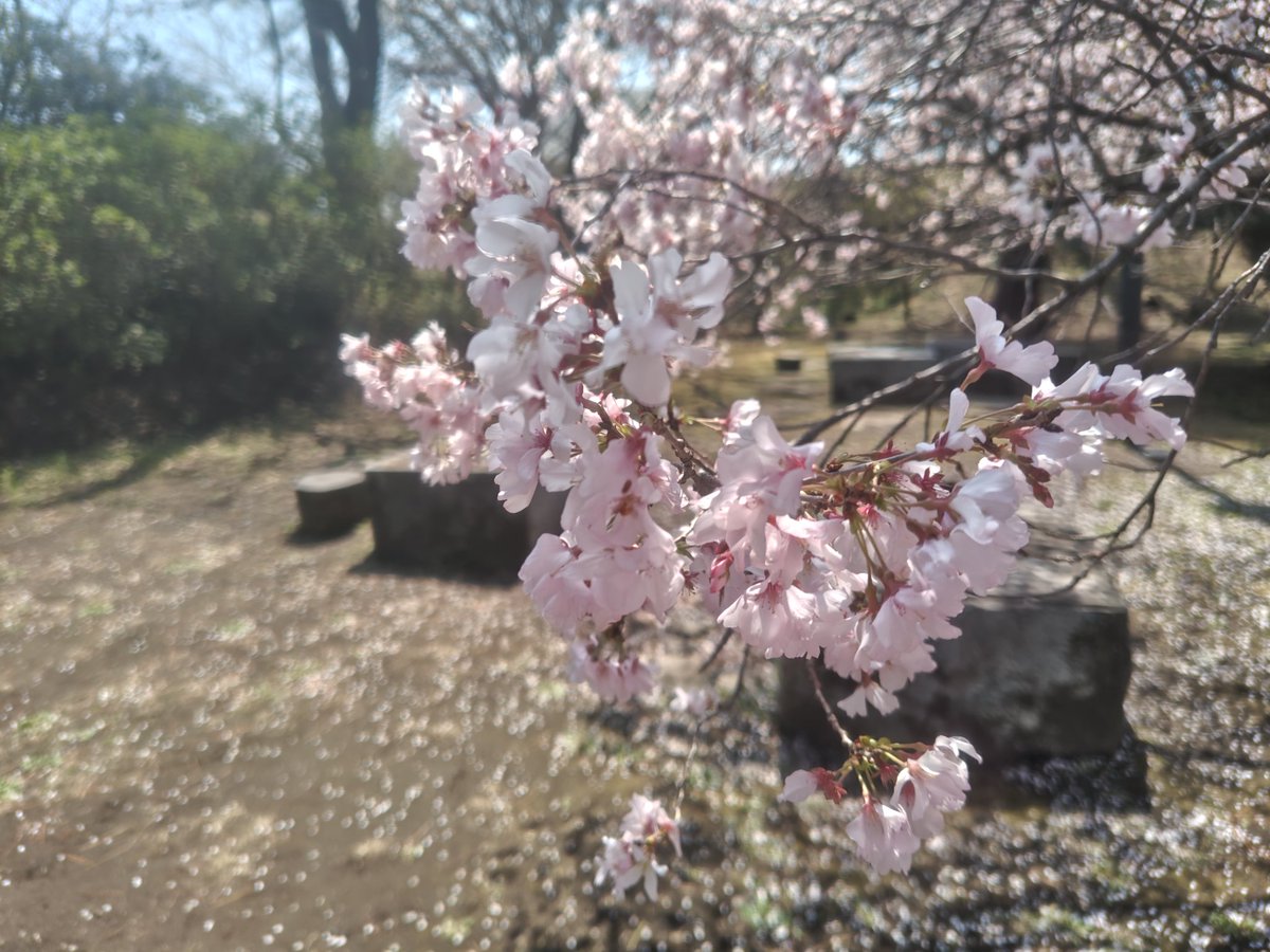 教育をざっくばらんに語るラジオ ~いくざく~🦎🐛(配信者:今もあの日の生物部) tweet media