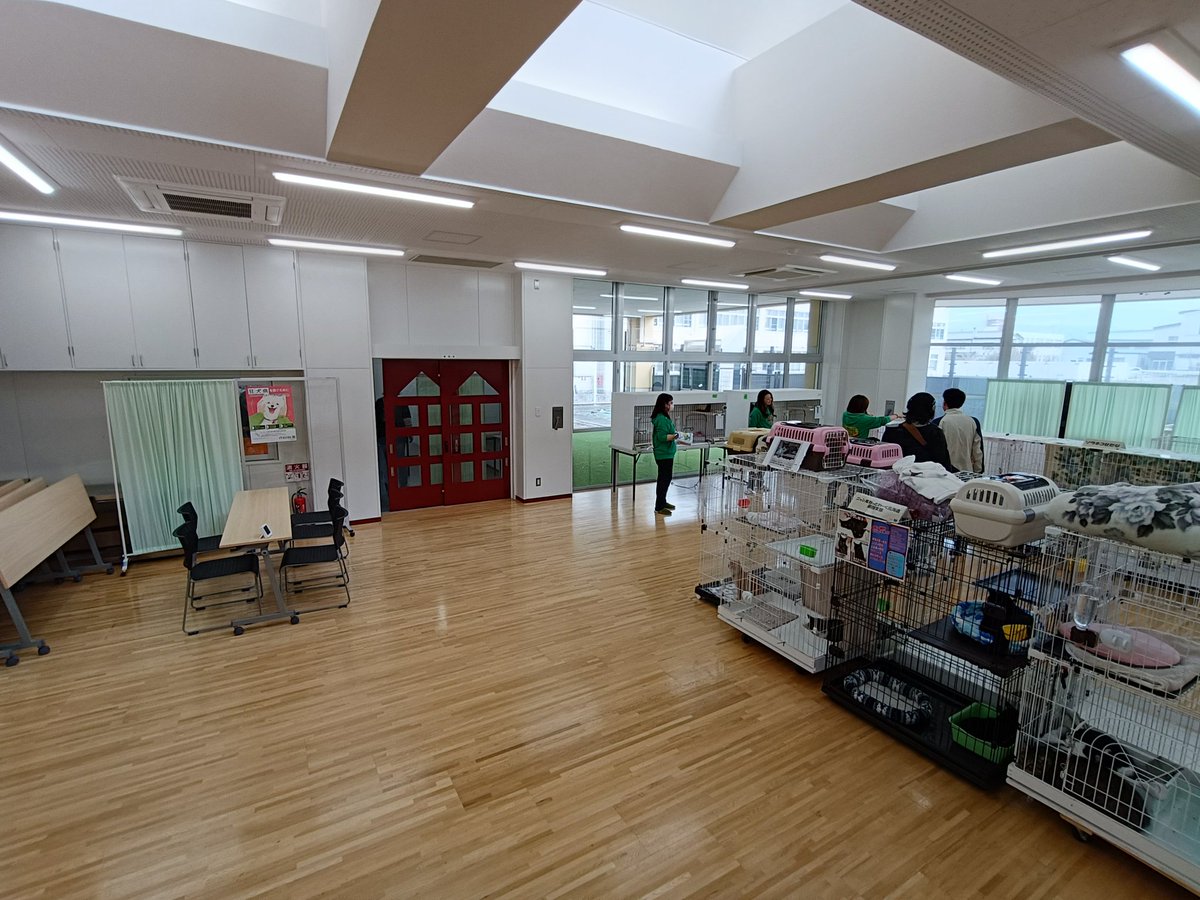 譲渡会始まってます！
是非お越しください😺