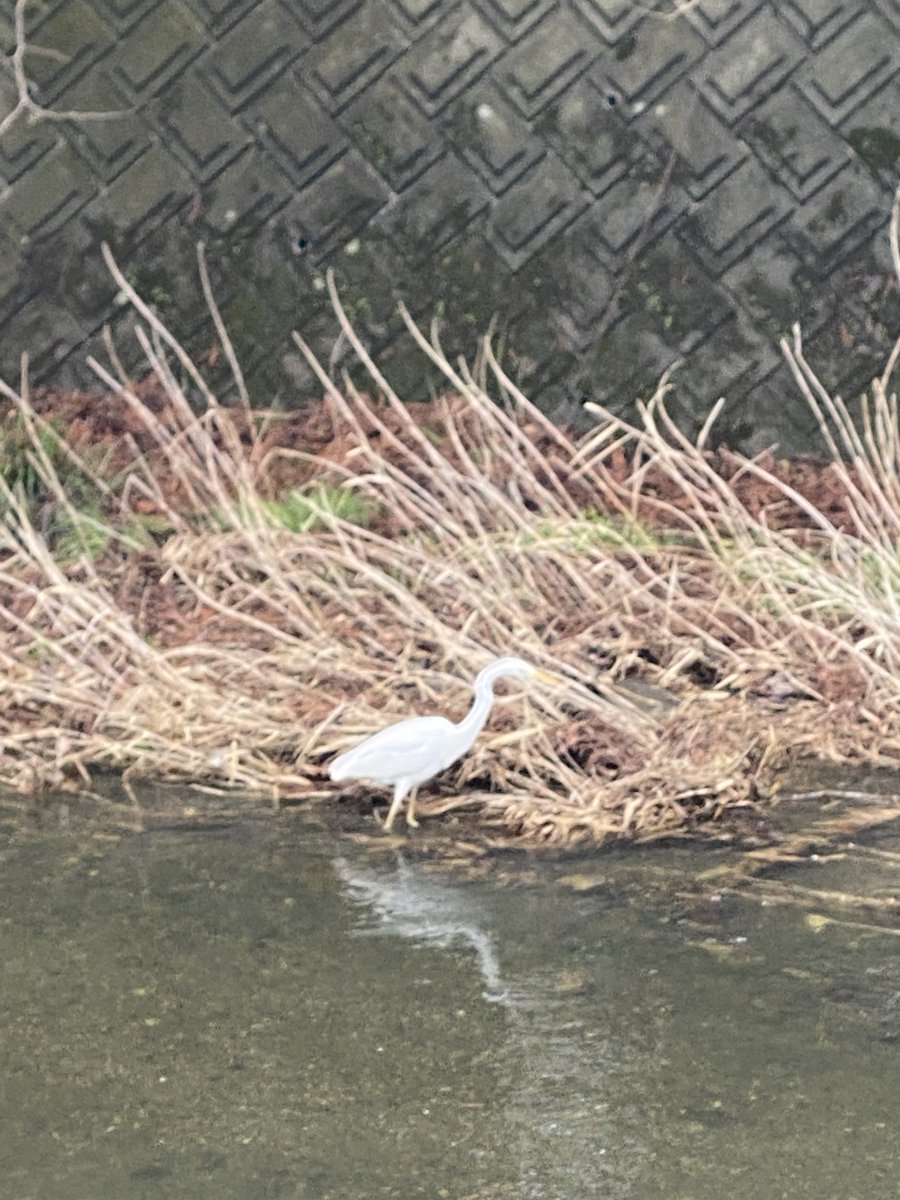 れいやん@10/11 えちごくびき野100kmマラソン tweet media