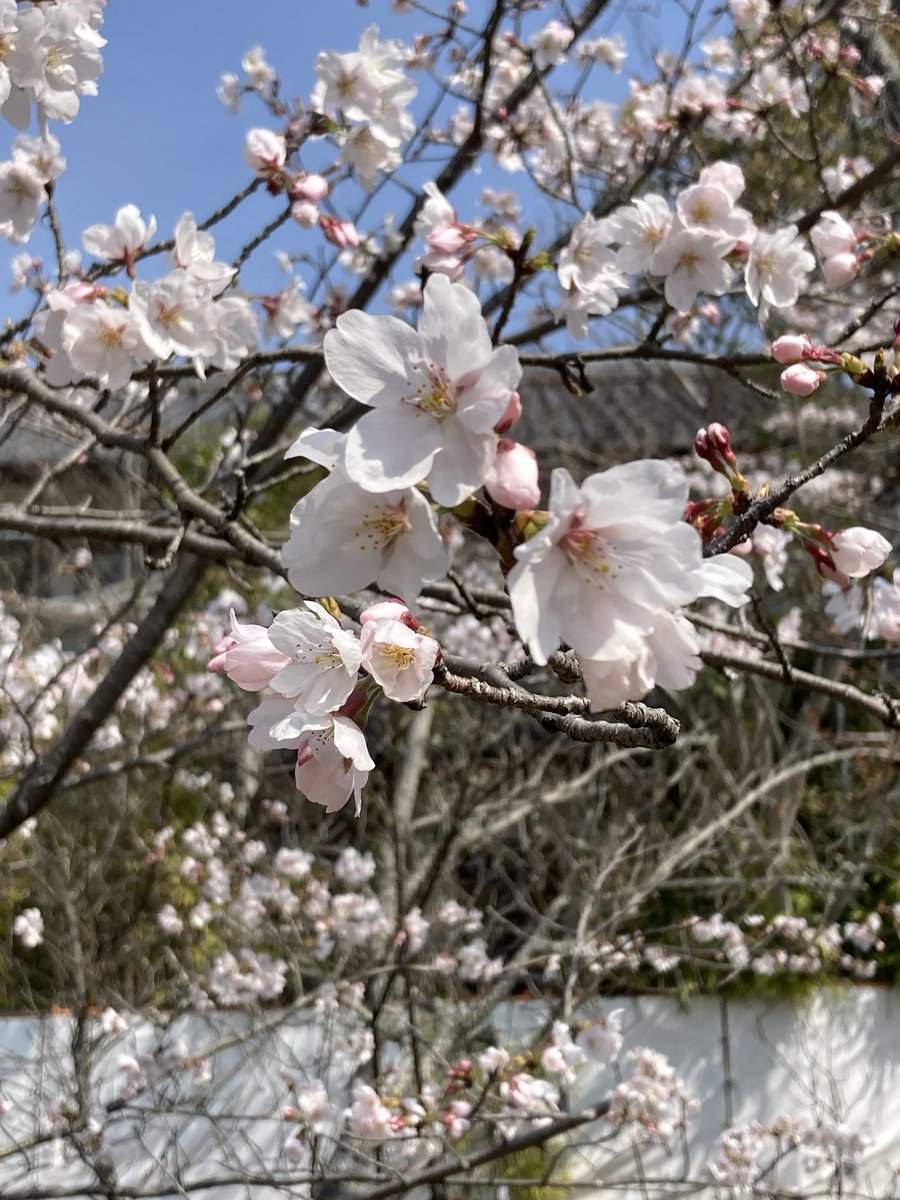 ふぁんた🏠🌾💜 tweet media