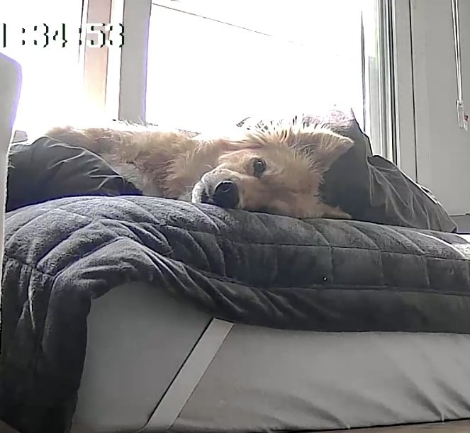 시루의 하루 tweet media