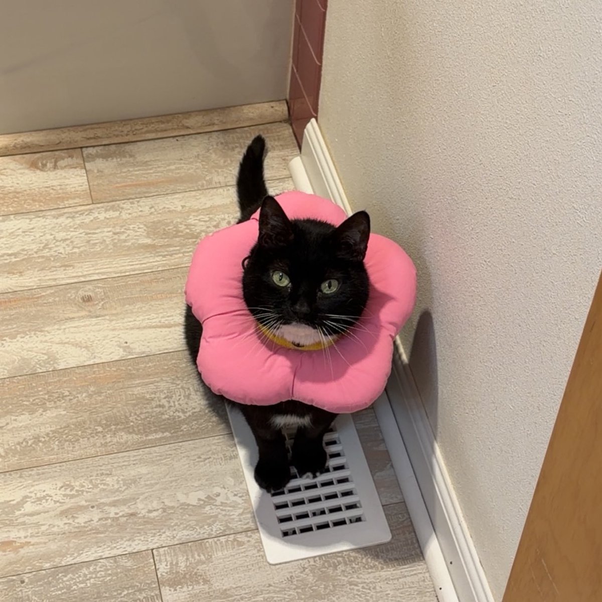 🐹OnlyHams🐹 & other pets tweet media