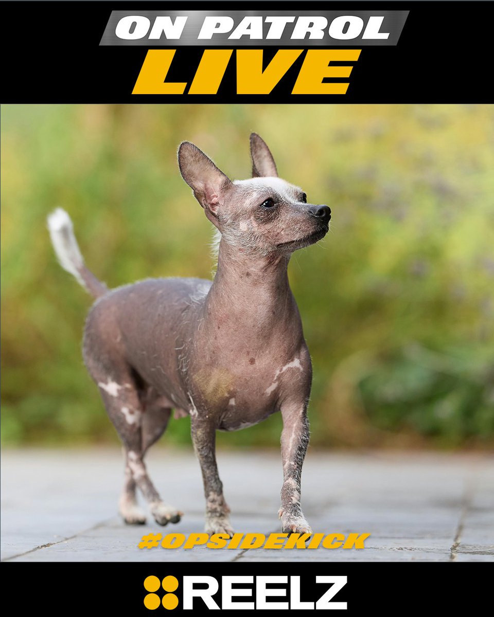 ReelzChannel's tweet image. 🚓 The best person (or pet) to watch On Patrol: Live with is… who? Drop a pic of your #OPSidekick below, #OPNation. 👀🔥

Watch #OPLive every Friday &amp;amp; Saturday at 9ET/6PT on #REELZ!