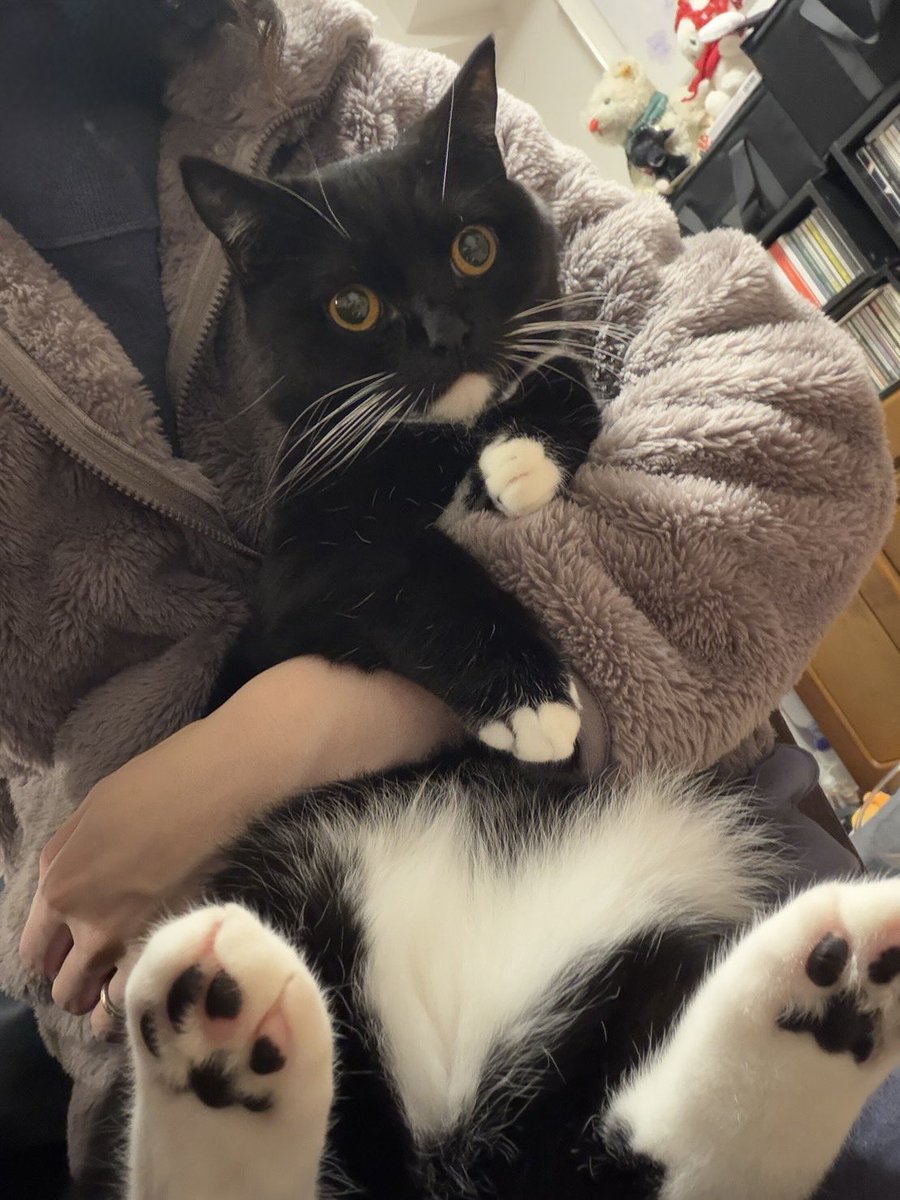 tavi_sapien_s's tweet photo. スーパービューティフルねこちゃんといまだ真冬の部屋着を着ている(部屋は暖房してます)ニンゲン https://t.co/Kz9Vti7D7V