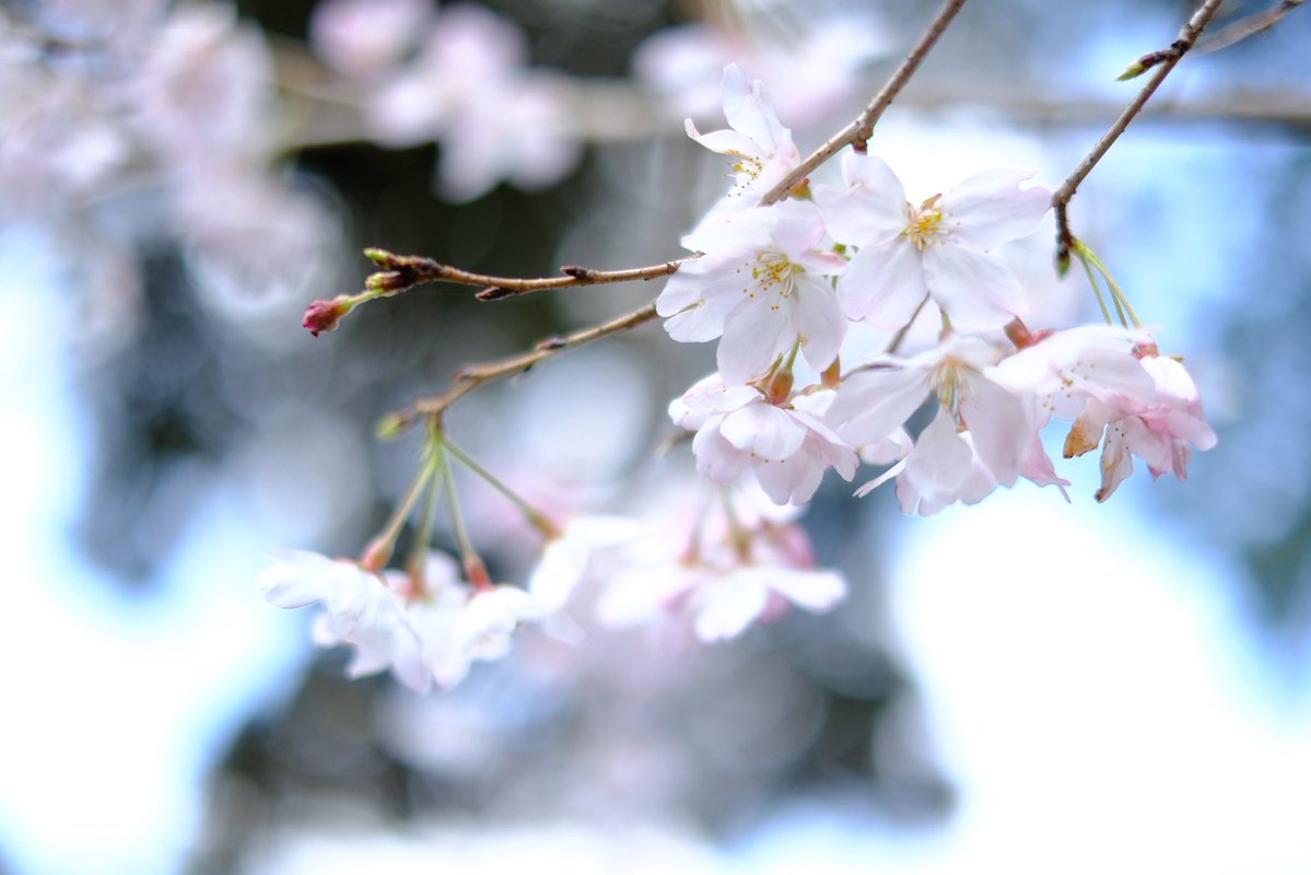 S.snafkine tweet media