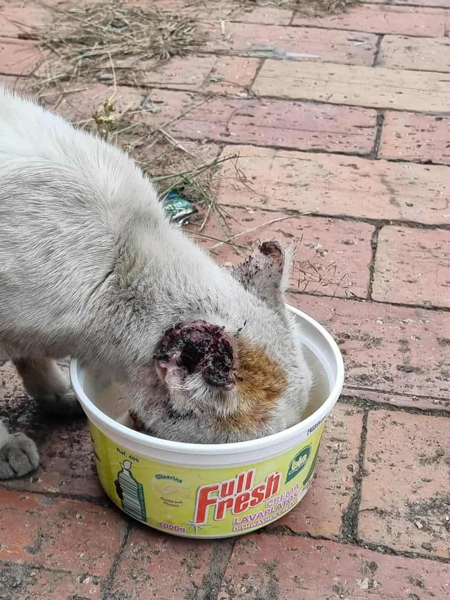 Este minino pide auxilio, la sra q me contactó cuenta q duerme debajo de los carros para recibir calor, éste arrancó el gatico se quemó con el radiador y al salir corriendo se arrancó la orejita. La sra no tiene cómo ayudarlo. Yolanda 3118984270. Bosa San Diego en Bogotá.
