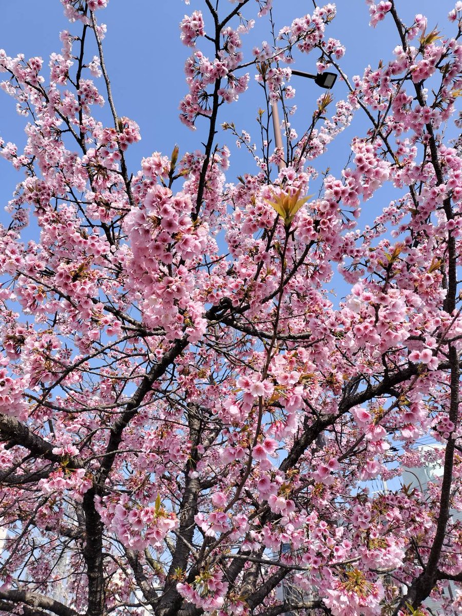 きのうから暖かく
桜の開花も進みましたね✨🌸
