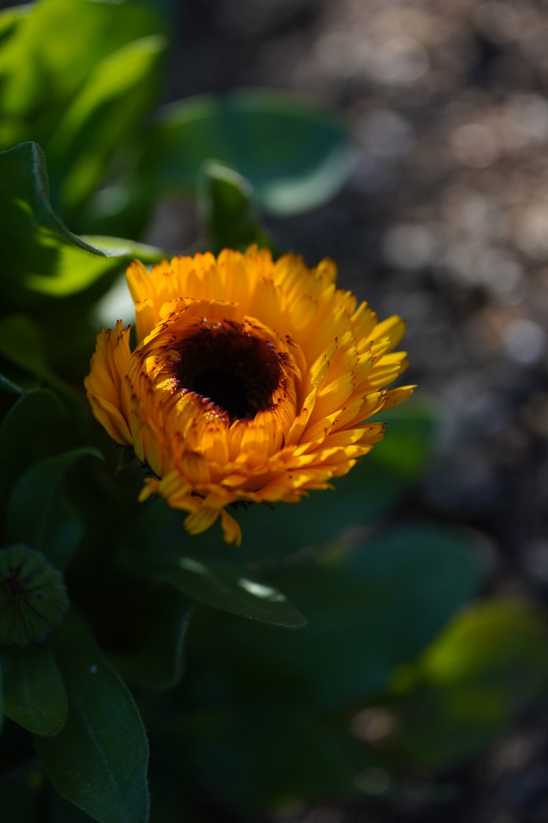 jerritama🐈🐟🐈 tweet media