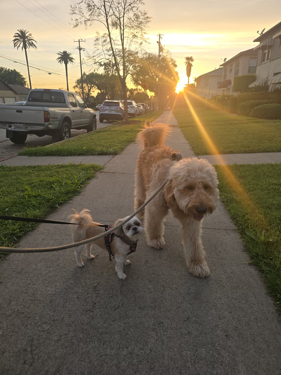 ishootraw562's tweet photo. #walkingdogs #DogWeek #dogdad https://t.co/8FXKELAn8Q