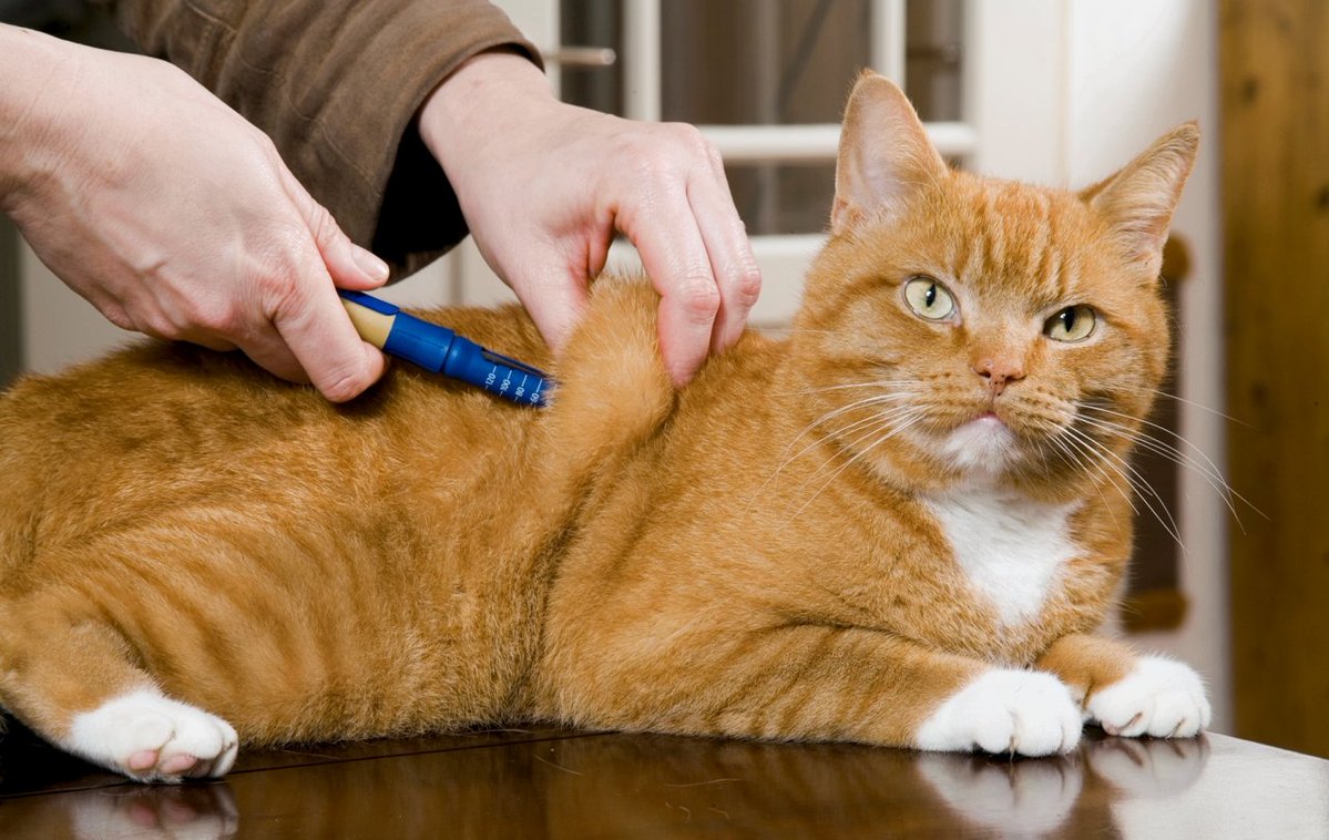 부랄킹슈타인 tweet media