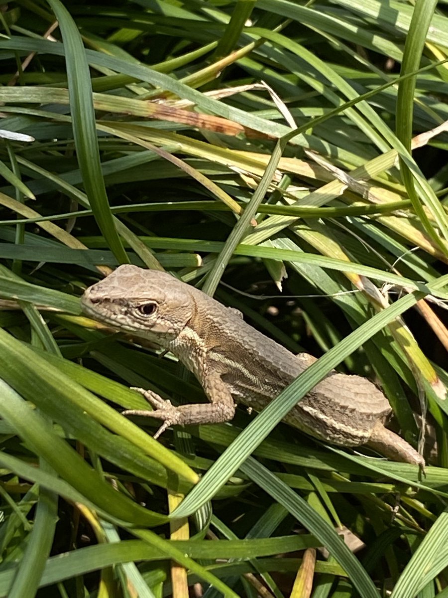 あざらしごろう tweet media