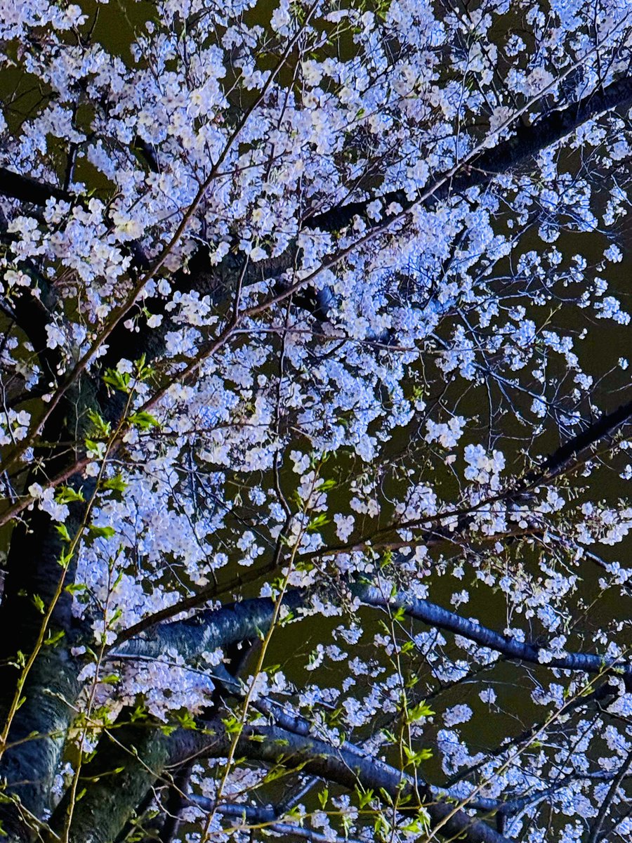 大塚香織 tweet media