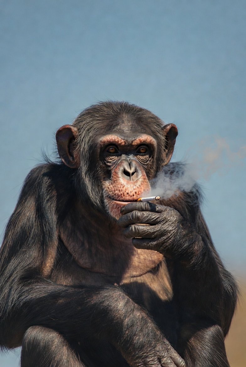 Anson Zeall tweet media