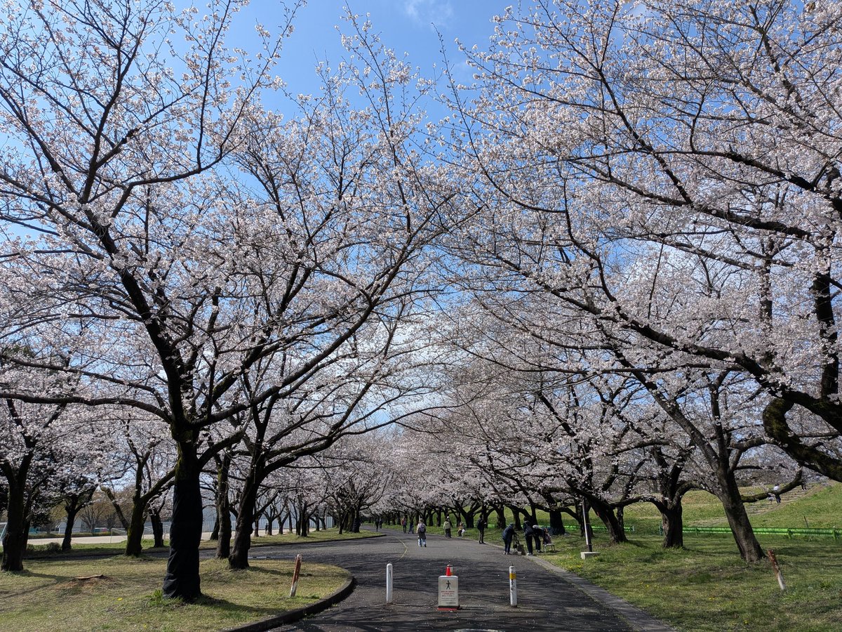 maroriri23's tweet photo. 朝散歩！良いお天気でお花見日和！ https://t.co/u4Fr9ViBw0