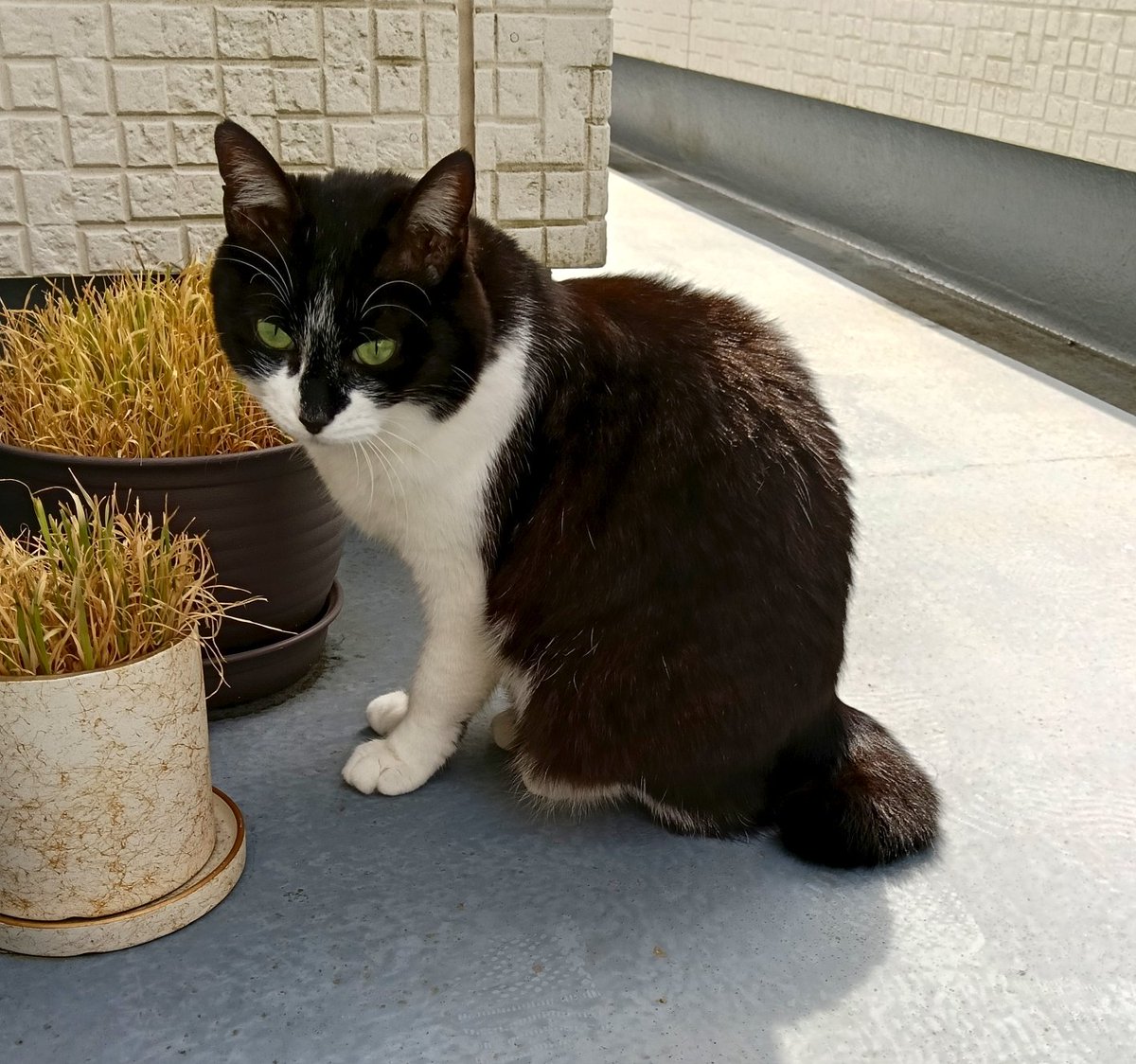 けーえす tweet media