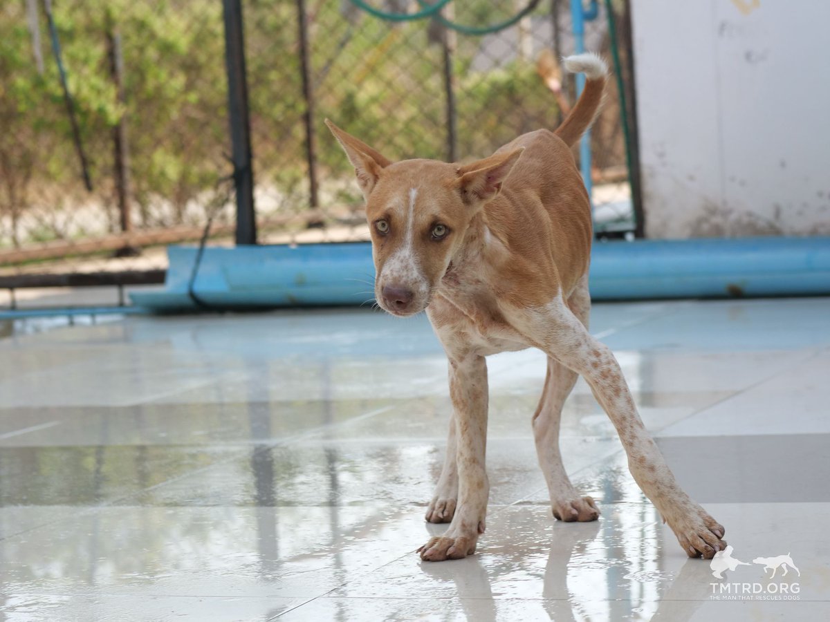 TMTRD - The Man That Rescues Dogs Foundation tweet media