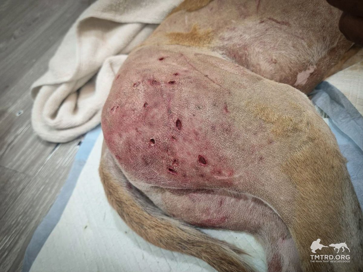 TMTRD - The Man That Rescues Dogs Foundation tweet media