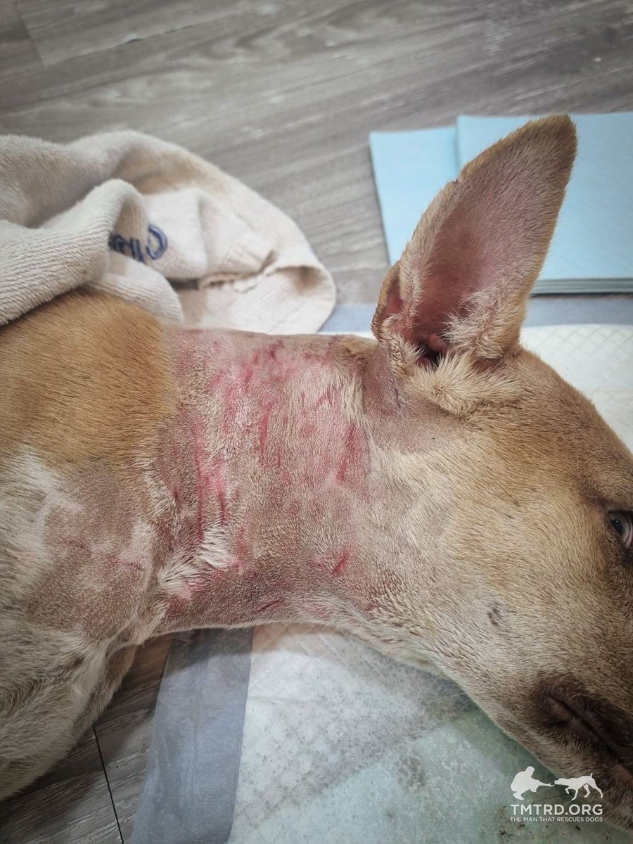 TMTRD - The Man That Rescues Dogs Foundation tweet media