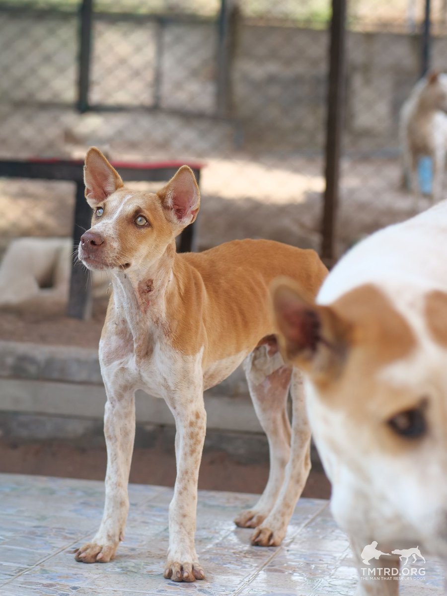 TMTRD - The Man That Rescues Dogs Foundation tweet media