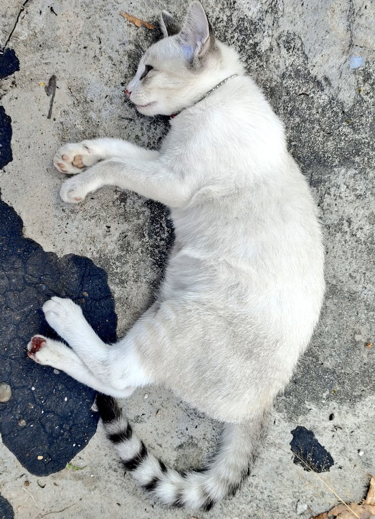 ZaabEliDer's tweet photo. เด็กหญิงไชมีส น้องกลับดาวแมวแล้ว โดนรถชนเช้านี้ 28/3/26 แม่รักหนูมากนะคะ จากคนที่ไม่คิดว่าจะเล��้ยงสัตว์จนวันนึงหนูเข้ามาในชีวิต ทำให้ชีวิตรู้จักคำว่า ห่วงใย ดูแล และอ่อนโยนมากขึ้น จากพื้นฐานตัวเองเป็นคนมั่นใจ และภายนอกดูแข็งกระด้าง หลังจากวันนี้เราจะไม่ได้นอนกอดกันอีกแล้ว #รักนะ https://t.co/3nRQDoCzyi