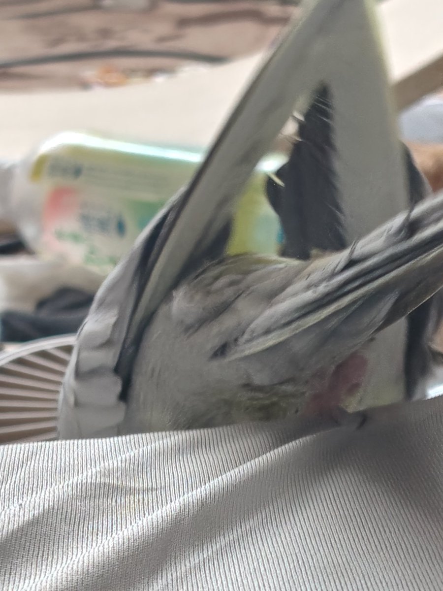 🍫🫀 tweet media