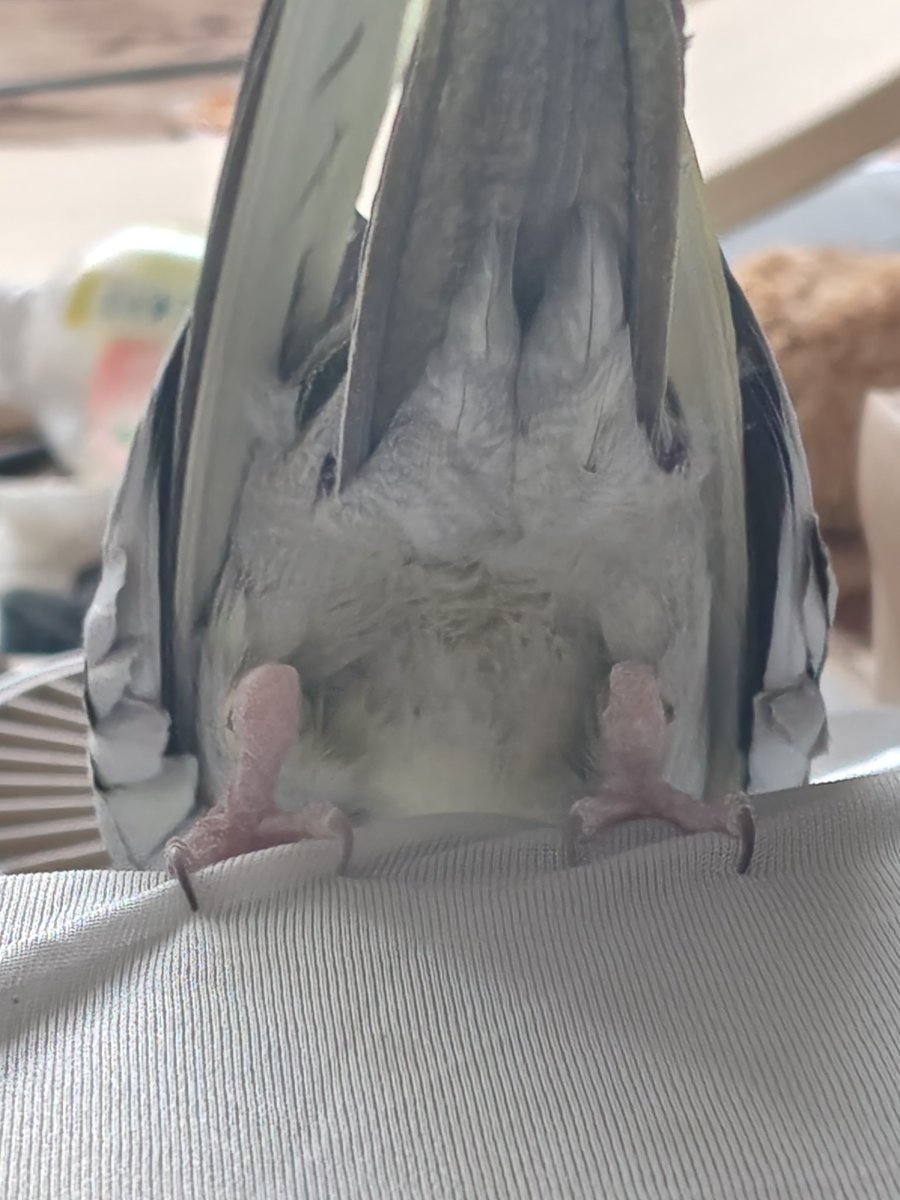 🍫🫀 tweet media