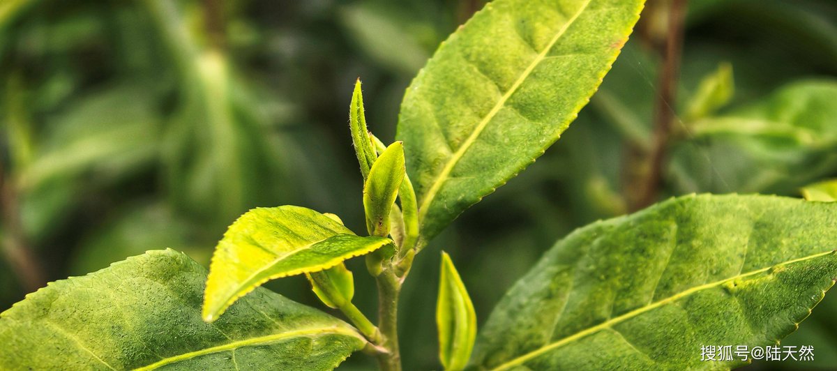 A Lovely Disaster tweet media