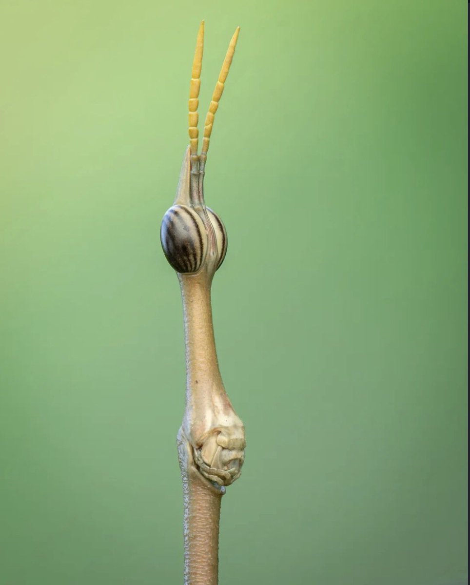 paper0 (COMMS OPEN 2/4) tweet media