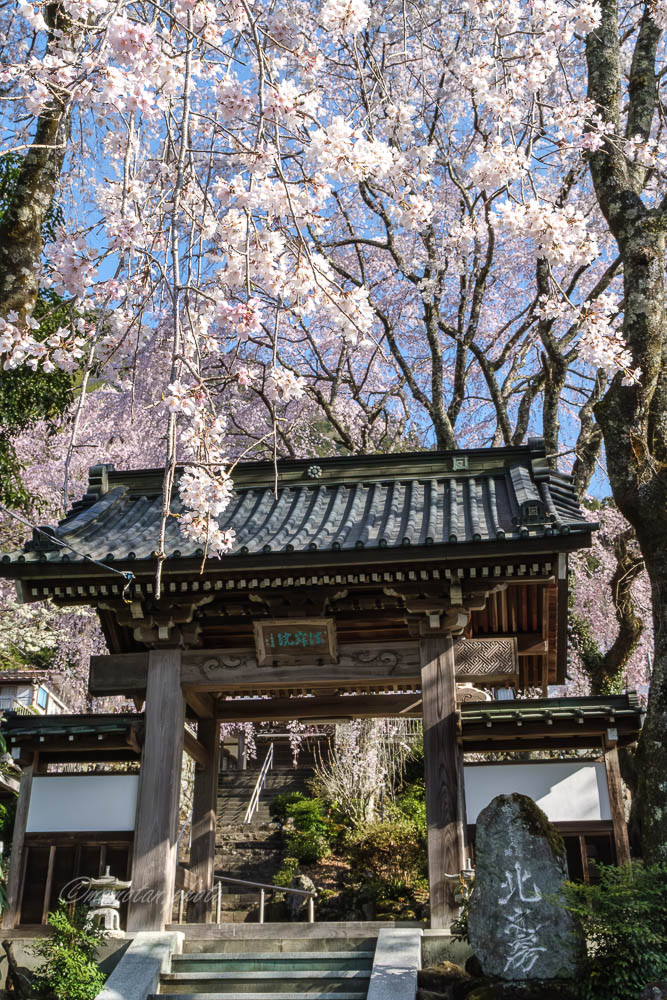 𝚖𝚘𝚖𝚘𝚝𝚊𝚗 ☪︎☄︎𝚙𝚑𝚘𝚝𝚘 tweet media