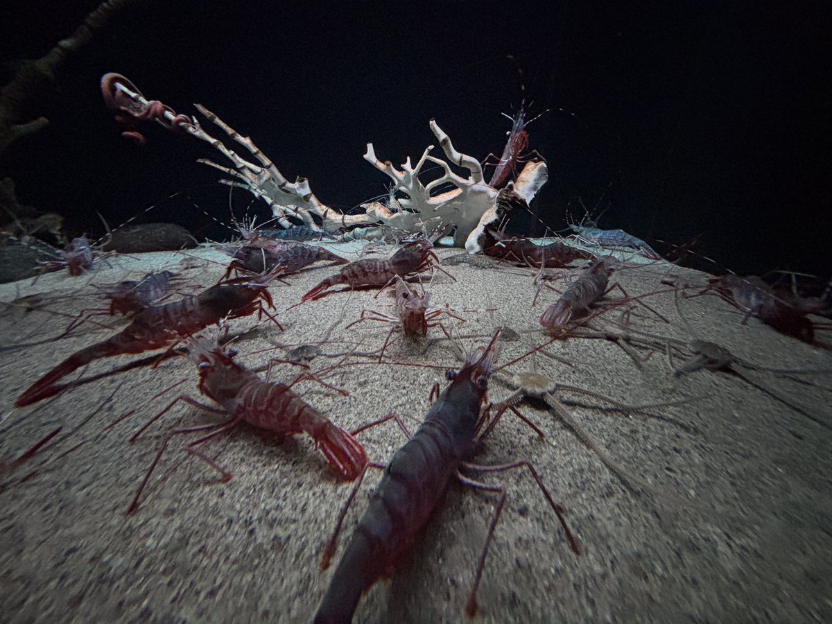 にんじゃ tweet media