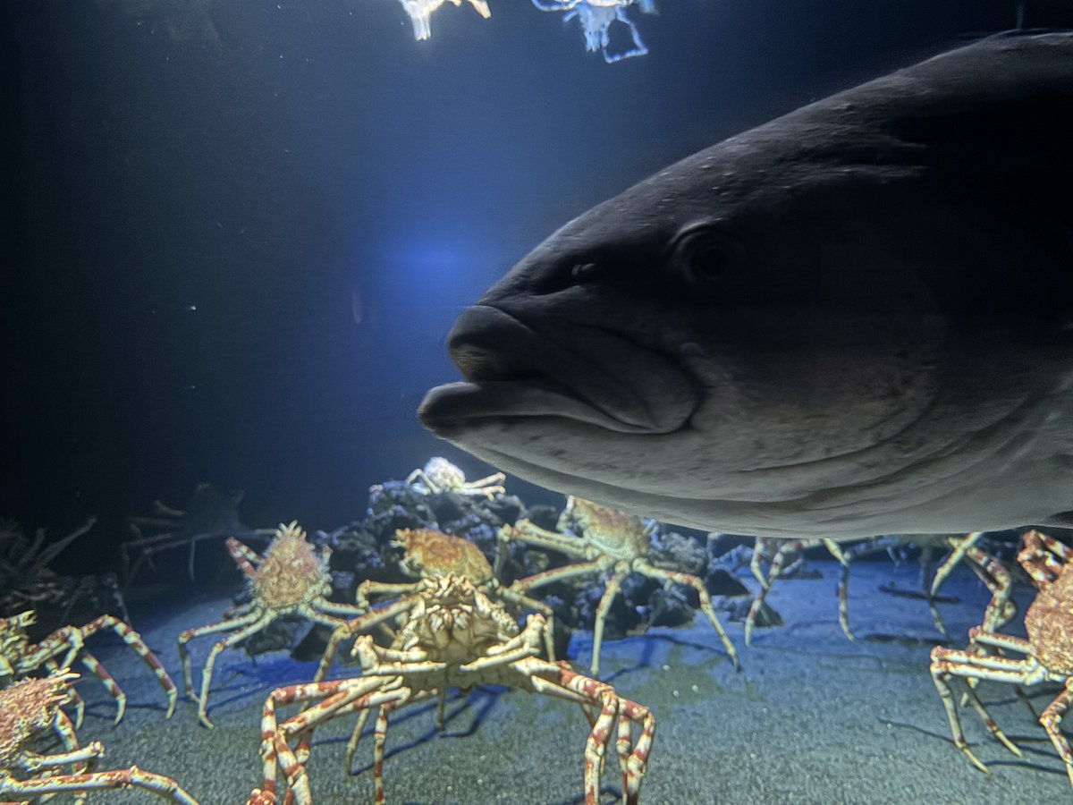 にんじゃ tweet media