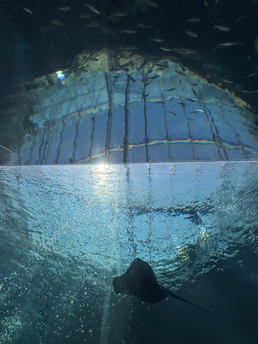 にんじゃ tweet media