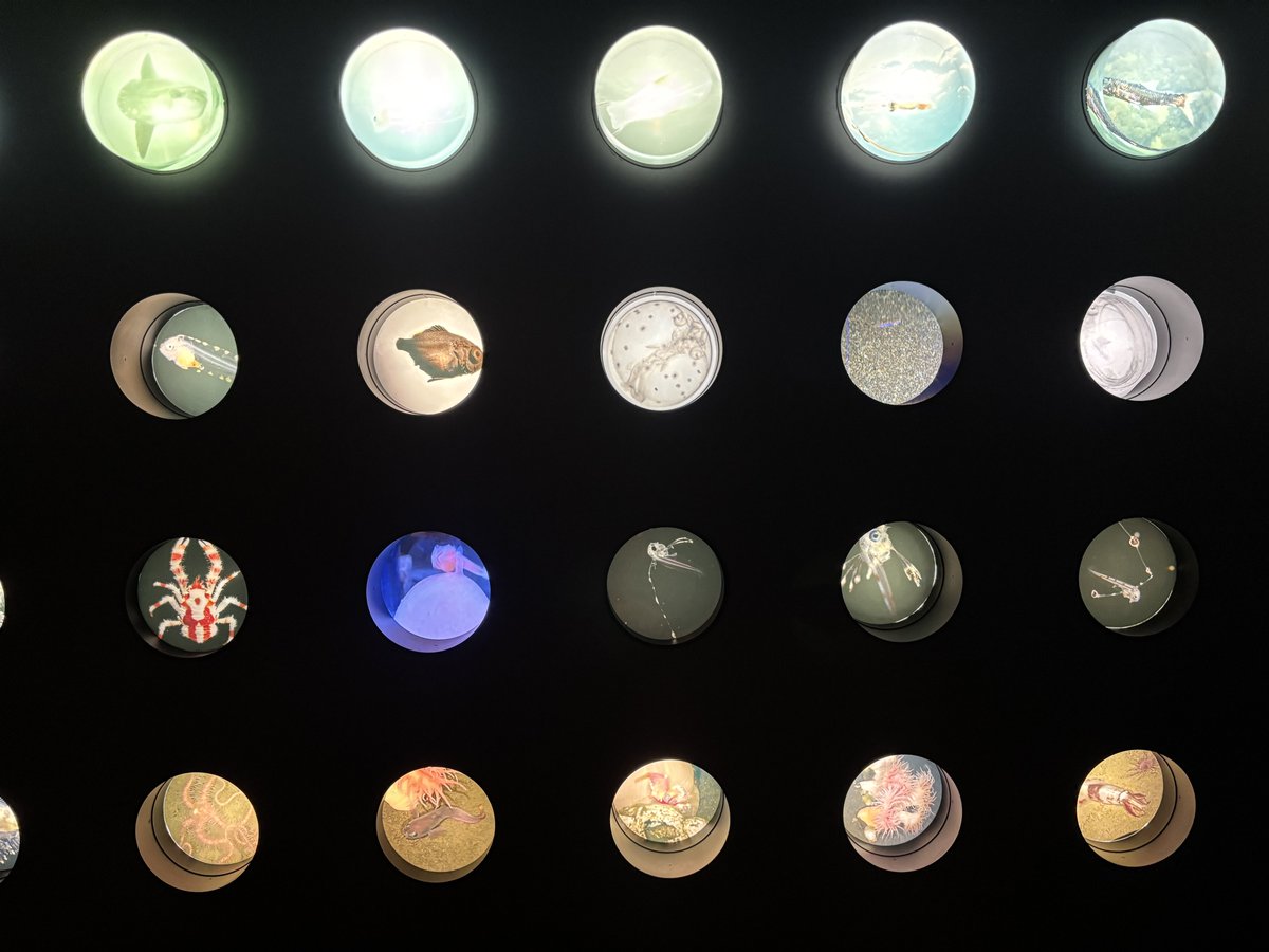 にんじゃ tweet media