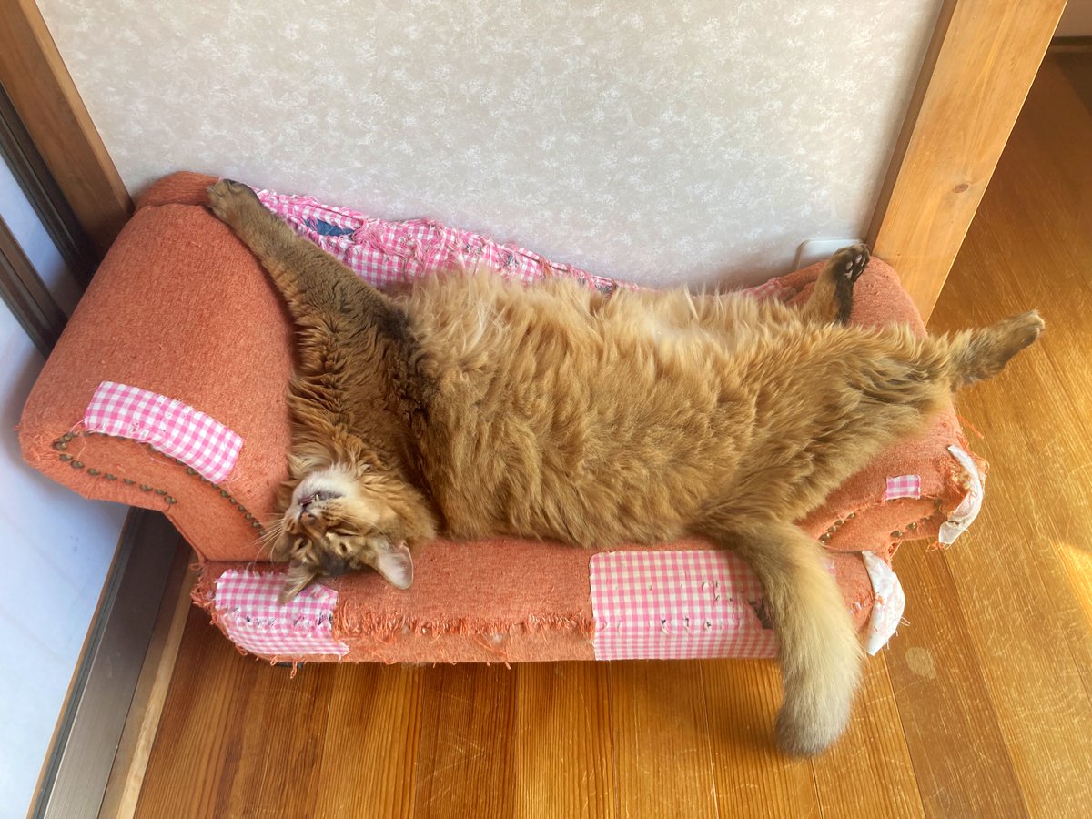 うにねこ。𓏲𓎨 tweet media