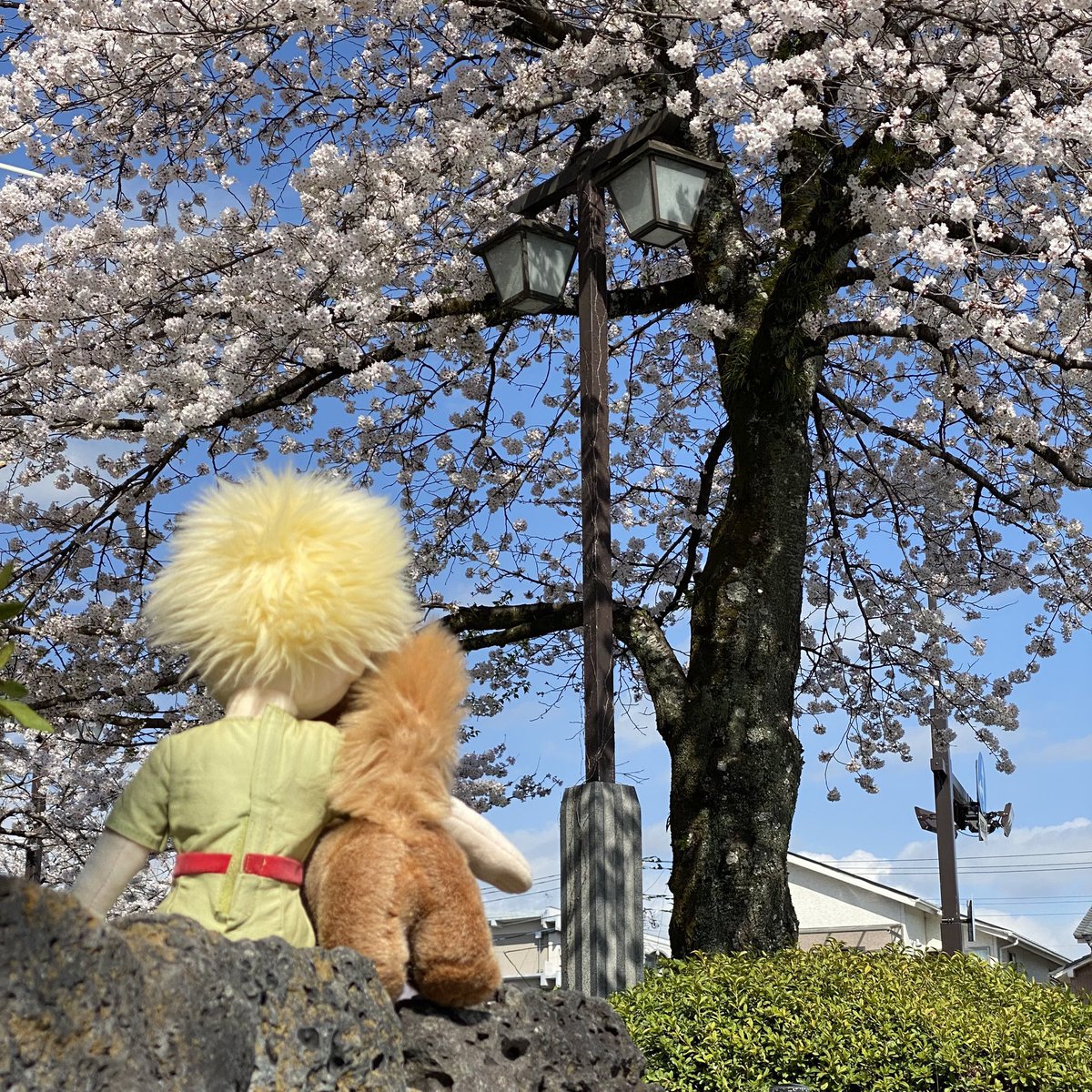 星の王子さま専門の移動書店｜Librairie B612（リブレリ ビーロクイチニ） tweet media