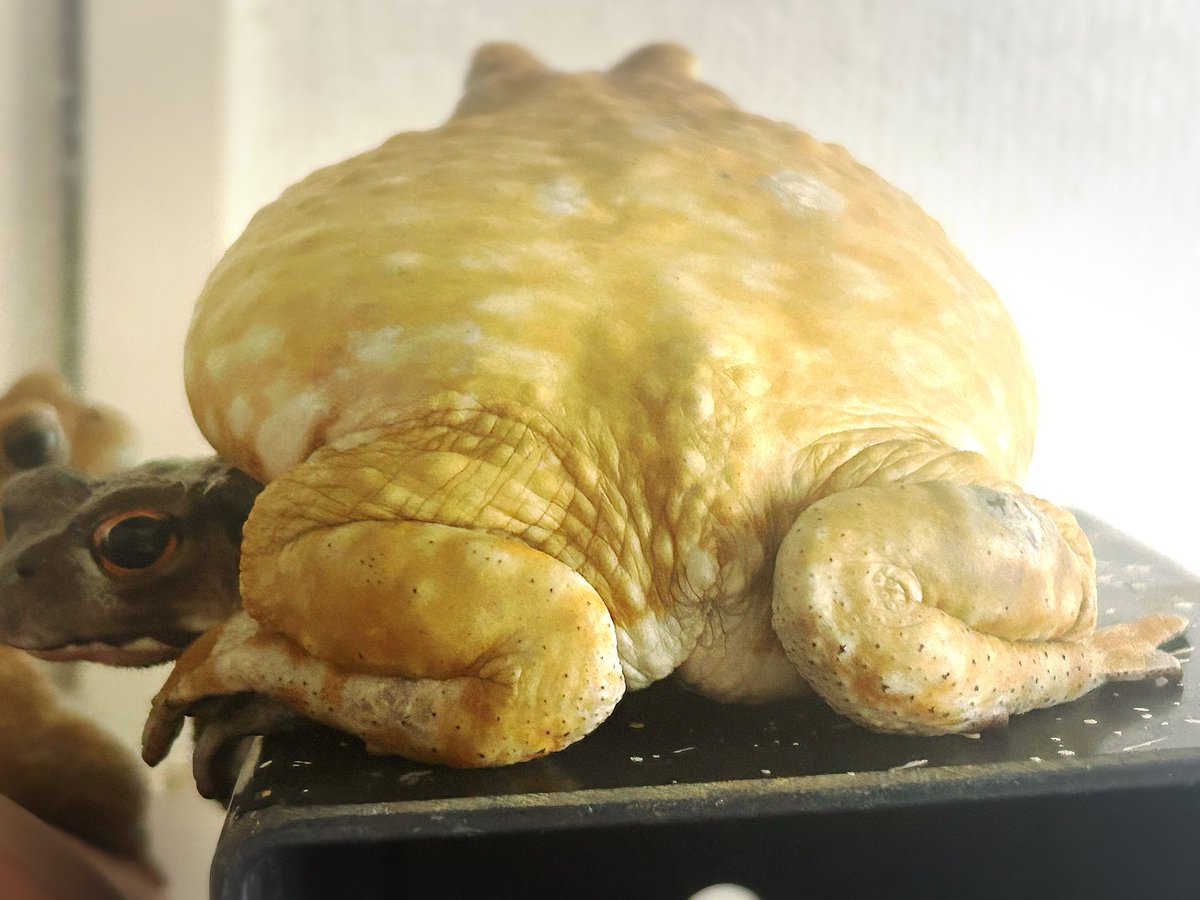 Hikiガラナ tweet media