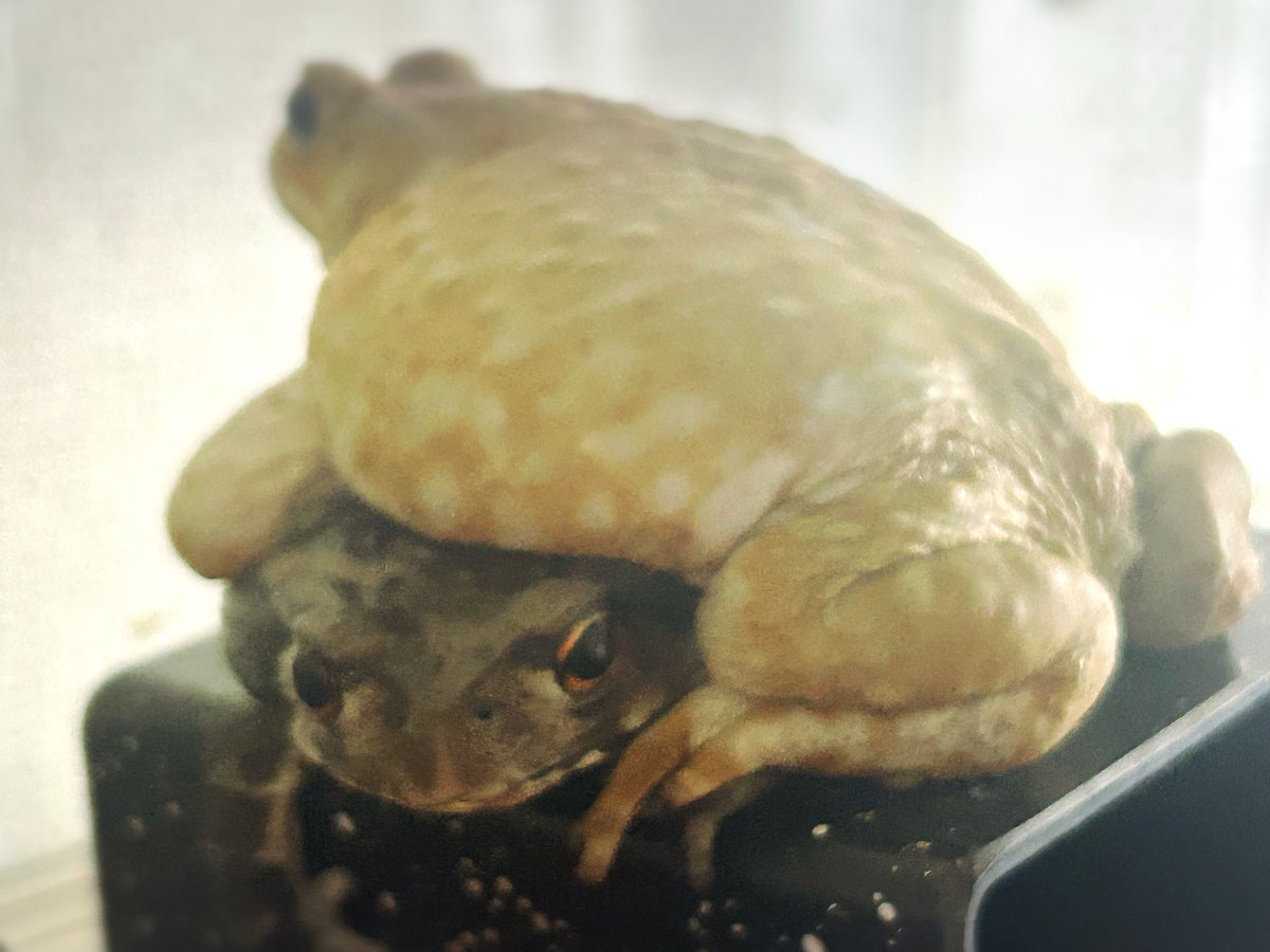 Hikiガラナ tweet media