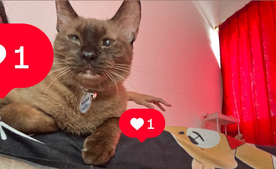 SNOWY CIMPONG tweet media