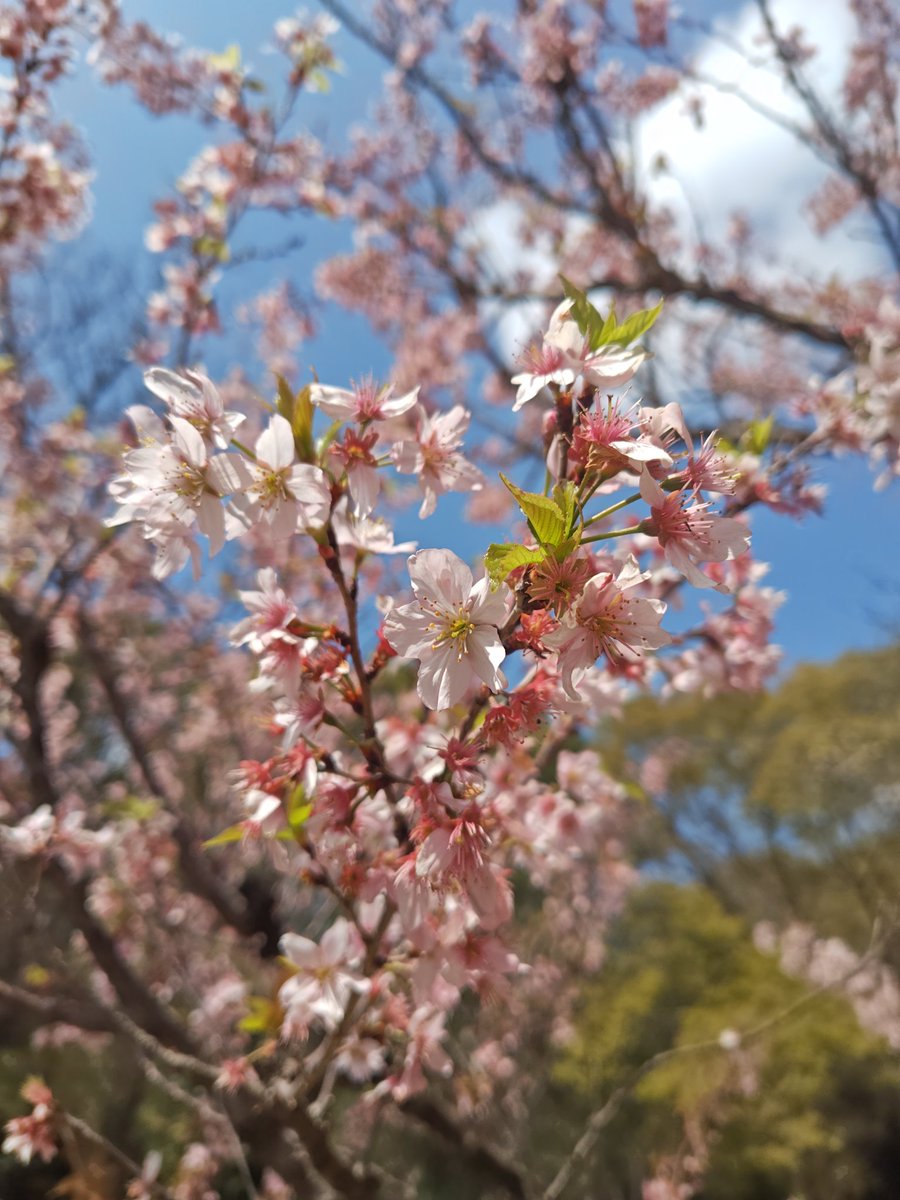 TOSHIHIRO ARAKI tweet media